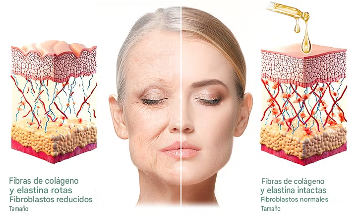 Aceite Corporal Reafirmante Con Colágeno - BeautyWomen