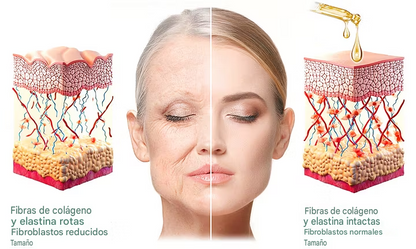 Aceite Corporal Reafirmante Con Colágeno - BeautyWomen